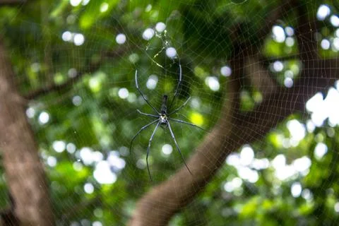 Spider on web Foto stock