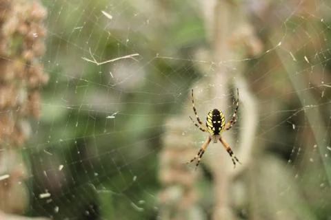 Spider on a Web Stock Photos