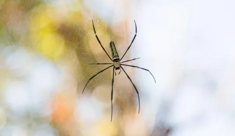 Spider on web Stock Photos