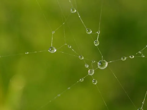 Spider web Stock Photos