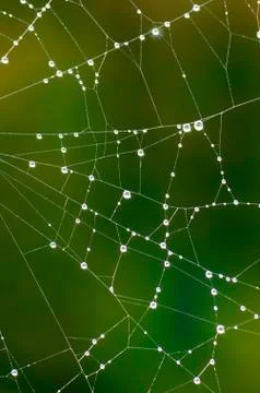 Spider web 스톡 사진