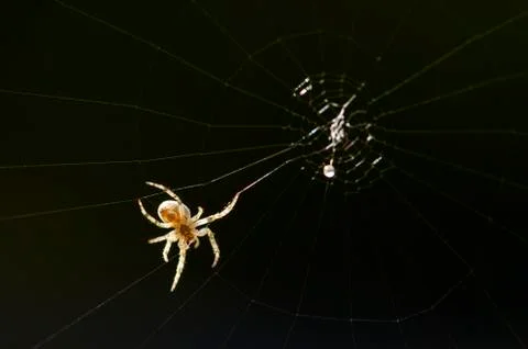 Spider web Fotos de archivo