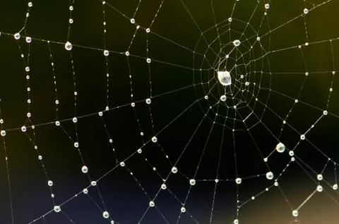 Spider web Stock Photos