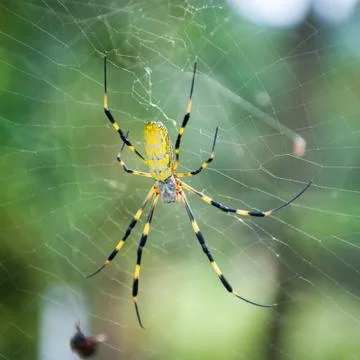 Spider on a web Stock Photos