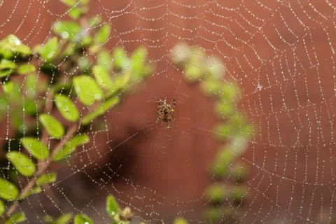 Spider on web Stock Photos