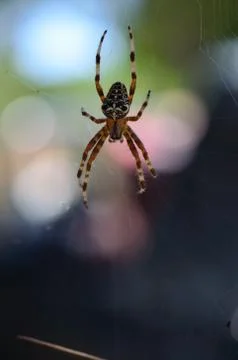 Spider in a web Stock Photos