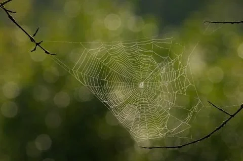 Spider web Stock Photos