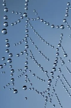 Spider web Foto stock