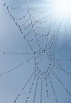 Spider web  Stock Photos