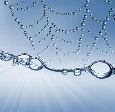 Spider web  Stock Photos