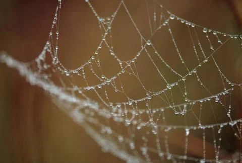 Spider web Stock Photos
