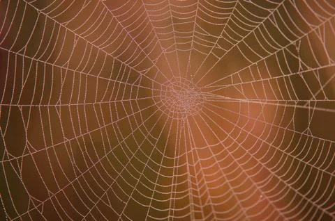 Spider web Stock Photos