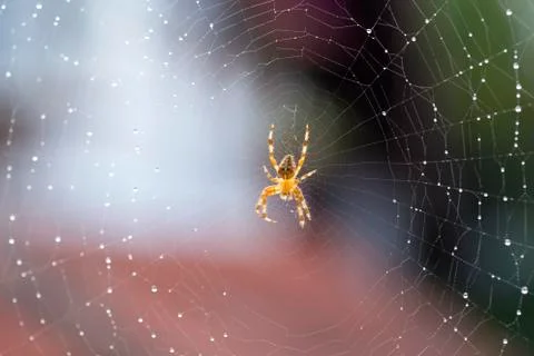 Spider on web Фото