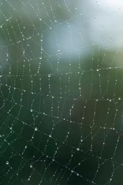 Spider web Stock Photos