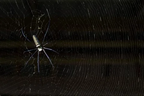 Spider in web Stock Photos