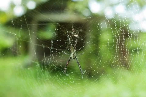 Spider in web Stock Photos