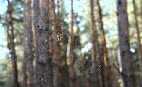 Spider web Stock Photos
