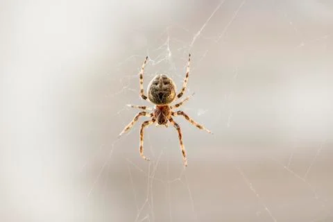 Spider on a web Stock-Fotos