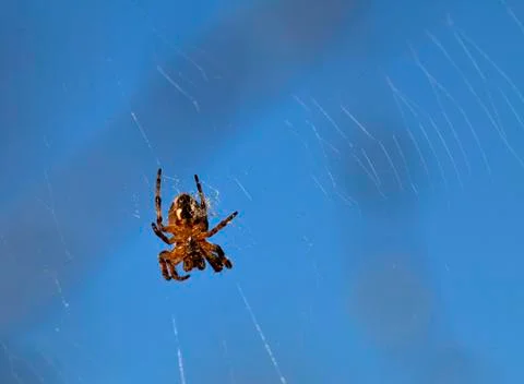 Spider on web Stock Photos