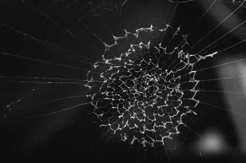 Spider web Stock Photos