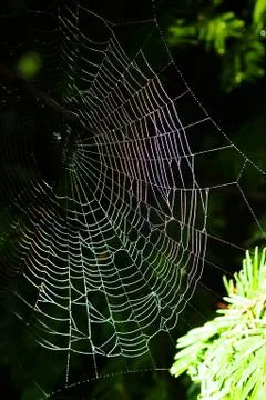 Spider web Stock Photos