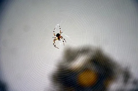 Spider on the web Foto stock