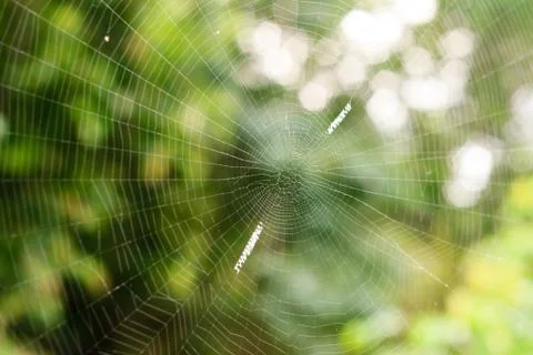 The spider web Stock Photos