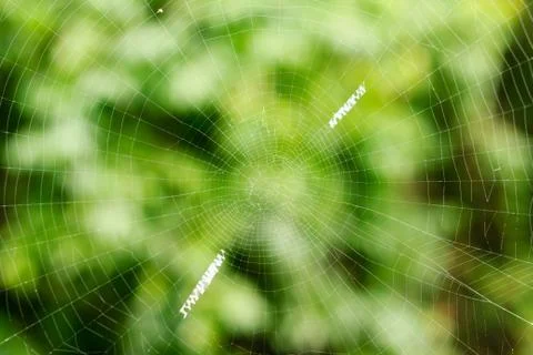 The spider web Stock Photos