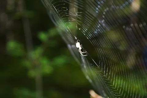 Spider on the web. Stock Photos