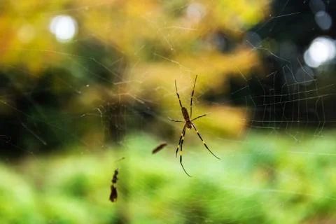 Spider on web Stock Photos