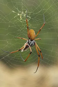Spider In Web Stock Photos
