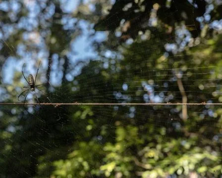 Spider  on a web Stock Photos