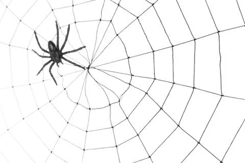 Spider Web Stock Photos