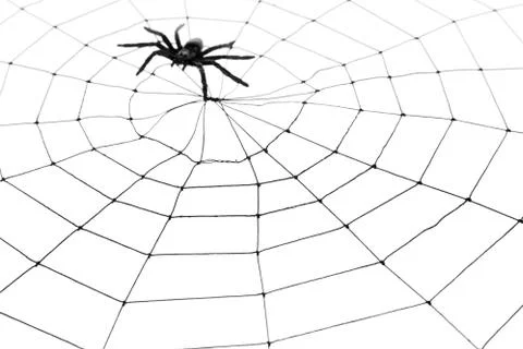 Spider Web Stock Photos