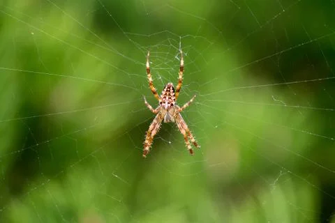 Spider on the web Stock Photos