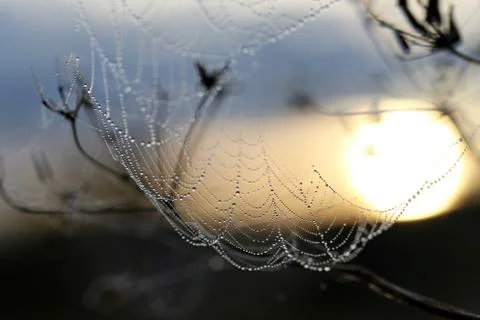 Spider web. Stock Photos