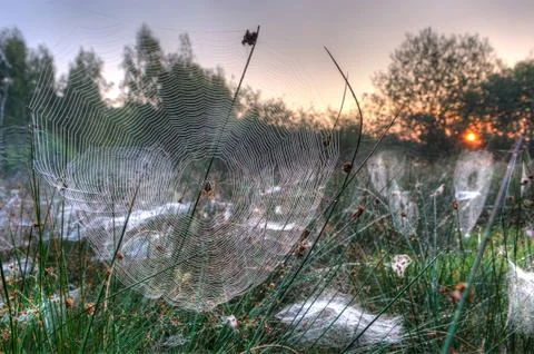 Spider in web Stock Photos
