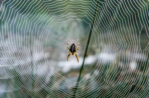 Spider in web Stock Photos