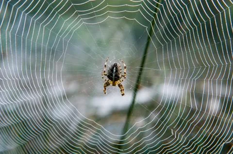 Spider in web Stock Photos