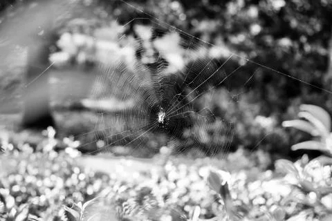 Spider on the web Foto stock