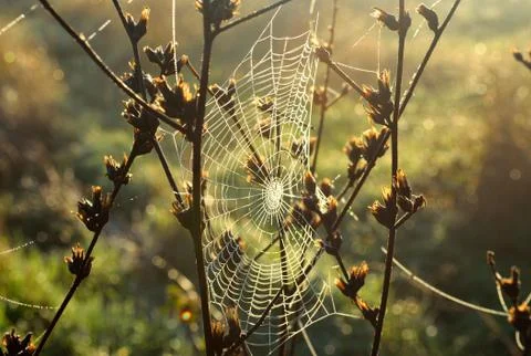 Spider web Stock Photos
