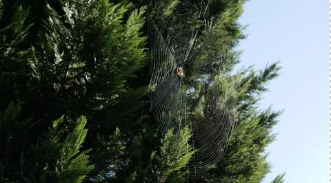 Spider on a Web Stock Photos