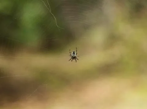 Spider in a web Stock Photos