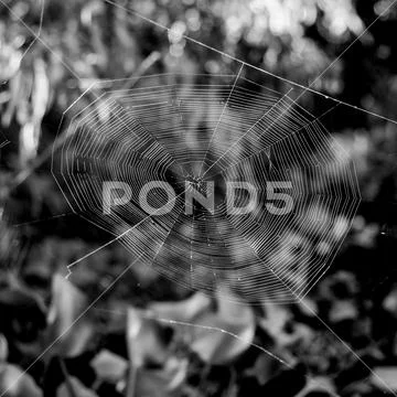 Spider Web Stock Photos