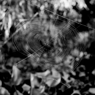 Spider Web Stock Photos