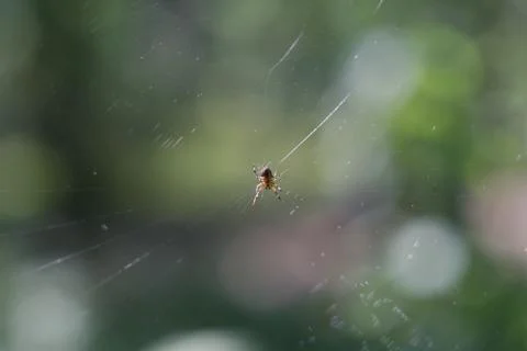 Spider on the web Stock Photos