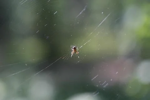 Spider on the web Stock Photos