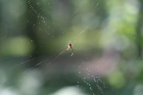 Spider on the web Stock Photos