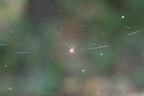 Spider on the web Stock-Fotos