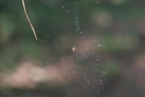 Spider on the web Stock Photos